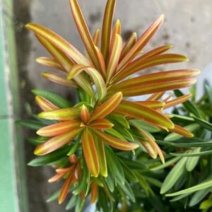 Tùng Búp Đỏ Phượng Hoàng – Cao 40cm, Giá 120K/Cây Đẹp Sang Trọng 8 Tùng Búp Đỏ Phượng Hoàng – Cao 40cm, Giá 120K/Cây Đẹp Sang Trọng
