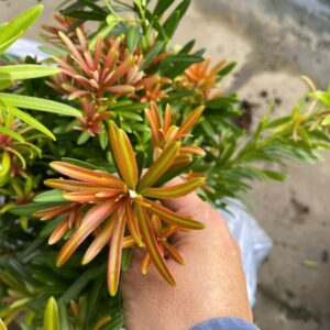 Tùng Búp Đỏ Phượng Hoàng – Cao 40cm, Giá 120K/Cây Đẹp Sang Trọng 7 Tùng Búp Đỏ Phượng Hoàng – Cao 40cm, Giá 120K/Cây Đẹp Sang Trọng