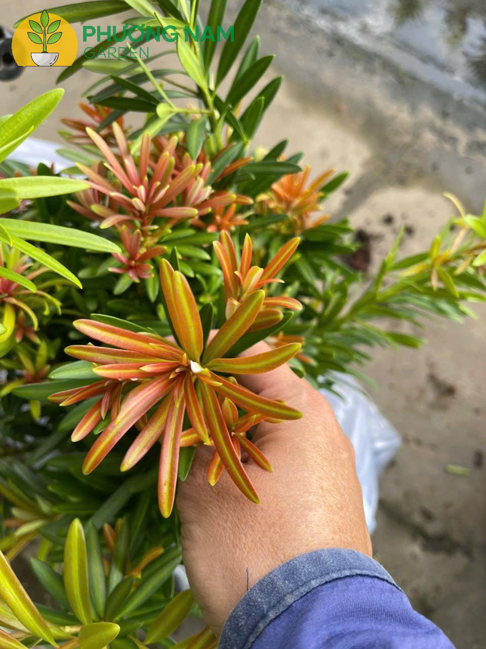 Tùng Búp Đỏ Phượng Hoàng – Cao 40cm, Giá 120K/Cây Đẹp Sang Trọng 9 Tùng Búp Đỏ Phượng Hoàng – Cao 40cm, Giá 120K/Cây Đẹp Sang Trọng