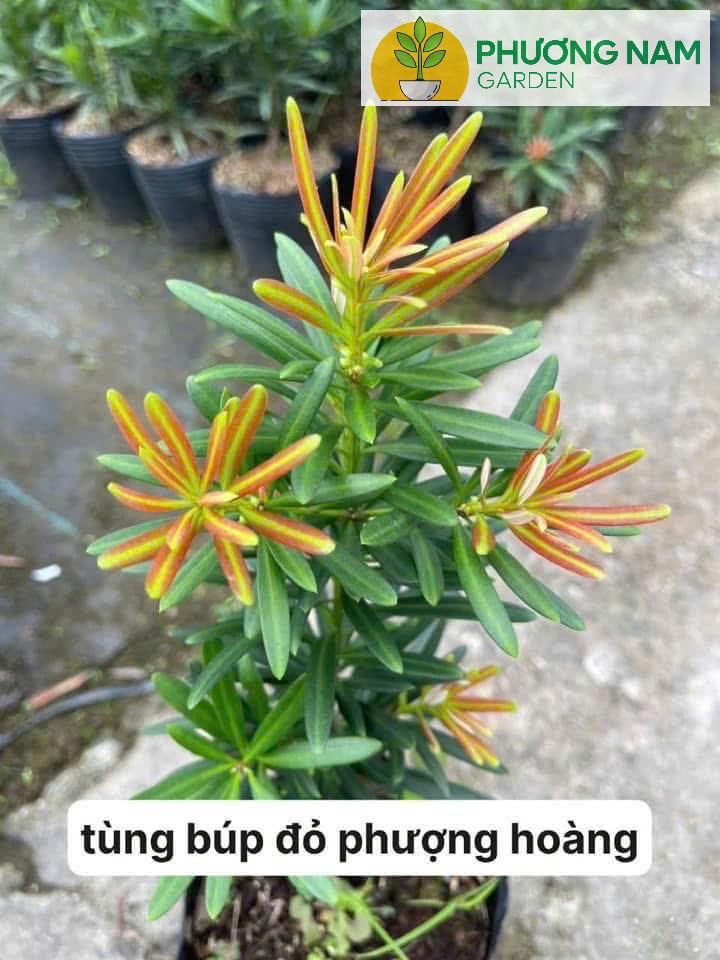 Phương Nam Garden: Chuyên cung cấp sỉ lẻ các loại cây cảnh để bàn, văn phòng 4 Tùng Búp Đỏ Phượng Hoàng – Cao 40cm, Giá 120K/Cây Đẹp Sang Trọng