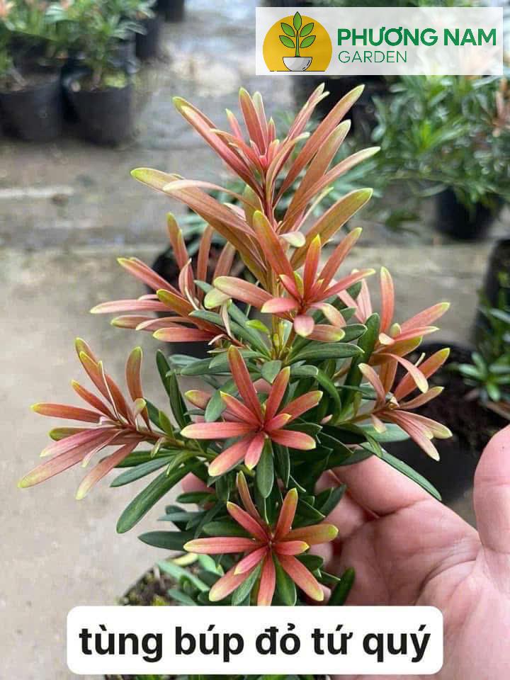 Phương Nam Garden: Chuyên cung cấp sỉ lẻ các loại cây cảnh để bàn, văn phòng 3 Tùng Búp Đỏ Tứ Quý – Cao 30–40cm, Giá 120K/Cây Đẹp Chuẩn