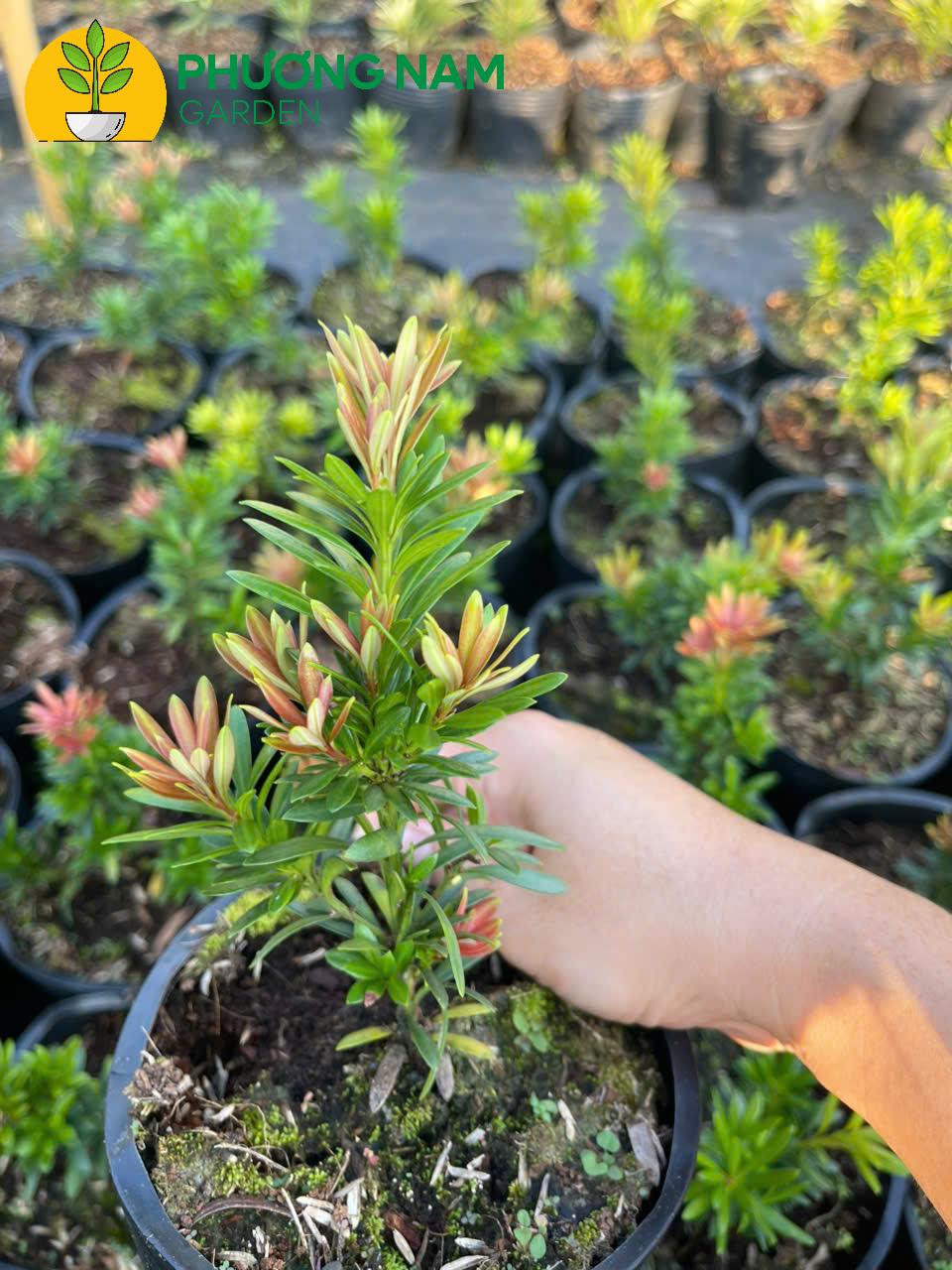 Tùng Kim Cương Búp Đỏ Lá Nhỏ – Cây Cảnh Mini Đẹp, Giá Chỉ 80K/Cây (Cao 10–20cm) 5 Tùng Kim Cương Búp Đỏ Lá Nhỏ – Cây Cảnh Mini Đẹp, Giá Chỉ 80K/Cây (Cao 10–20cm) - Ảnh 4