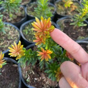 Tùng Kim Cương Búp Đỏ Lá Nhỏ – Cây Cảnh Mini Đẹp, Giá Chỉ 80K/Cây (Cao 10–20cm)