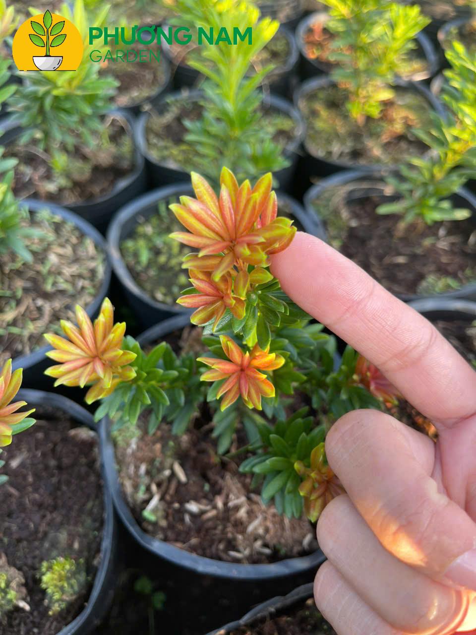 Phương Nam Garden: Chuyên cung cấp sỉ lẻ các loại cây cảnh để bàn, văn phòng 2 Tùng Kim Cương Búp Đỏ Lá Nhỏ – Cây Cảnh Mini Đẹp, Giá Chỉ 80K/Cây (Cao 10–20cm)