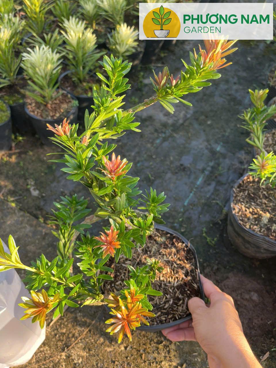 Phương Nam Garden: Chuyên cung cấp sỉ lẻ các loại cây cảnh để bàn, văn phòng 8 Tùng Kim Cương Búp Đỏ Dáng Long (Cây Ghép) – Bonsai Nghệ Thuật, Giá 450K/Cây (Cao 40–60cm)