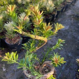 Tùng Kim Cương Búp Đỏ Dáng Long (Cây Ghép) – Bonsai Nghệ Thuật, Giá 450K/Cây (Cao 40–60cm) 4 Tùng Kim Cương Búp Đỏ Dáng Long (Cây Ghép) – Bonsai Nghệ Thuật, Giá 450K/Cây (Cao 40–60cm)