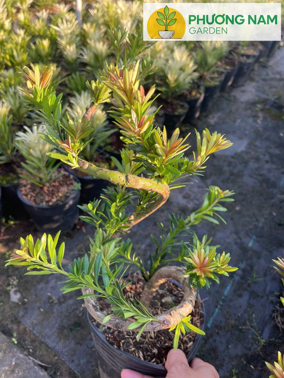 Tùng Kim Cương Búp Đỏ Dáng Long (Cây Ghép) – Bonsai Nghệ Thuật, Giá 450K/Cây (Cao 40–60cm) 2 Tùng Kim Cương Búp Đỏ Dáng Long (Cây Ghép) – Bonsai Nghệ Thuật, Giá 450K/Cây (Cao 40–60cm) - Ảnh 2