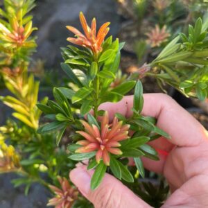 Tùng Kim Cương Búp Đỏ Dáng Long (Cây Ghép) – Bonsai Nghệ Thuật, Giá 450K/Cây (Cao 40–60cm) 5 Tùng Kim Cương Búp Đỏ Dáng Long (Cây Ghép) – Bonsai Nghệ Thuật, Giá 450K/Cây (Cao 40–60cm)