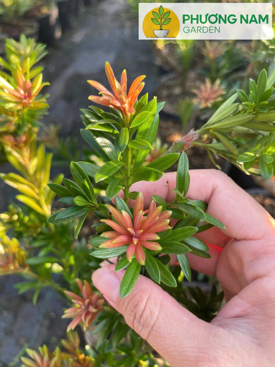 Tùng Kim Cương Búp Đỏ Dáng Long (Cây Ghép) – Bonsai Nghệ Thuật, Giá 450K/Cây (Cao 40–60cm) 3 Tùng Kim Cương Búp Đỏ Dáng Long (Cây Ghép) – Bonsai Nghệ Thuật, Giá 450K/Cây (Cao 40–60cm) - Ảnh 3