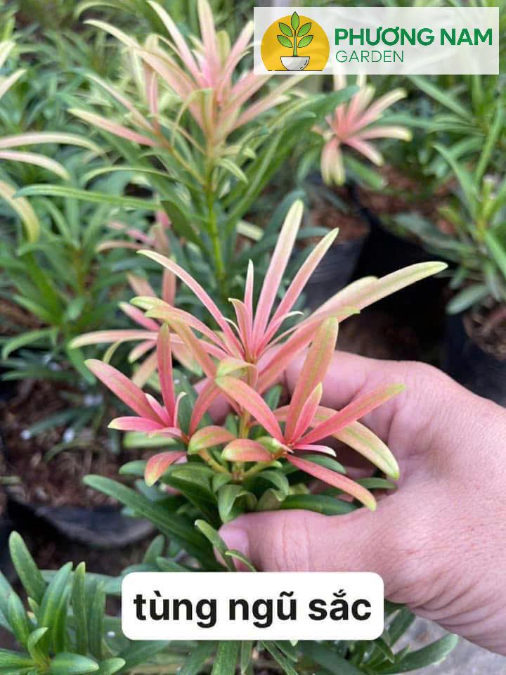 Phương Nam Garden: Chuyên cung cấp sỉ lẻ các loại cây cảnh để bàn, văn phòng 7 Tùng Ngũ Sắc – Cao 20–30cm, Giá 70K/Cây Đẹp Lạ