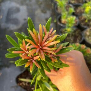Tùng Nhật Búp Đỏ – Búp Lá Non Đỏ Rực Rỡ, Đẹp Như Hoa 9 Tùng Nhật Búp Đỏ – Búp Lá Non Đỏ Rực Rỡ, Đẹp Như Hoa