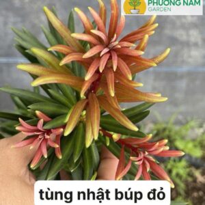 Tùng Nhật Búp Đỏ – Búp Lá Non Đỏ Rực Rỡ, Đẹp Như Hoa