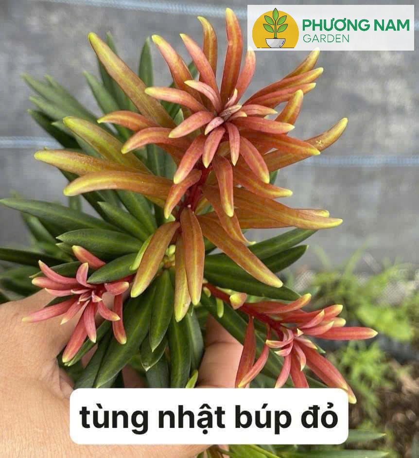Phương Nam Garden: Chuyên cung cấp sỉ lẻ các loại cây cảnh để bàn, văn phòng 6 Tùng Nhật Búp Đỏ – Búp Lá Non Đỏ Rực Rỡ, Đẹp Như Hoa