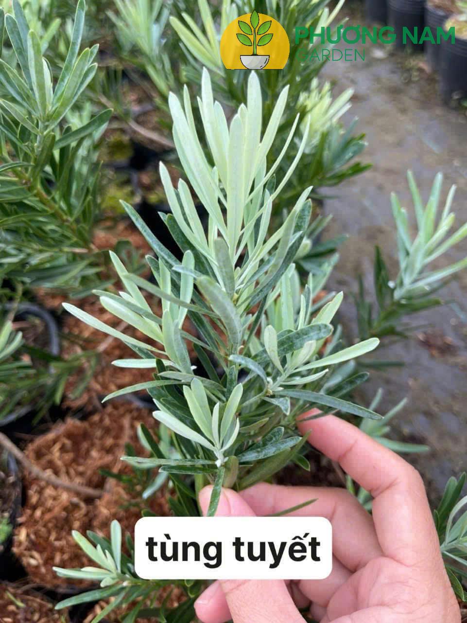 Phương Nam Garden: Chuyên cung cấp sỉ lẻ các loại cây cảnh để bàn, văn phòng 9 Tùng Tuyết – Cao 30cm, Giá 150K/Cây Đẹp Thanh Tao