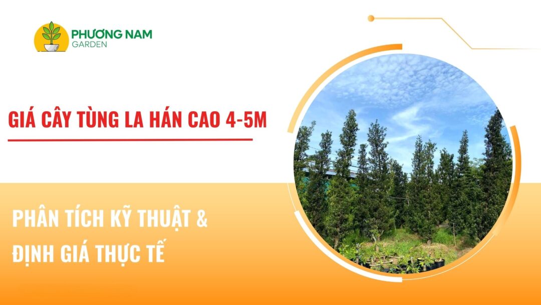 Giá cây Tùng La Hán cao 4m – 5m