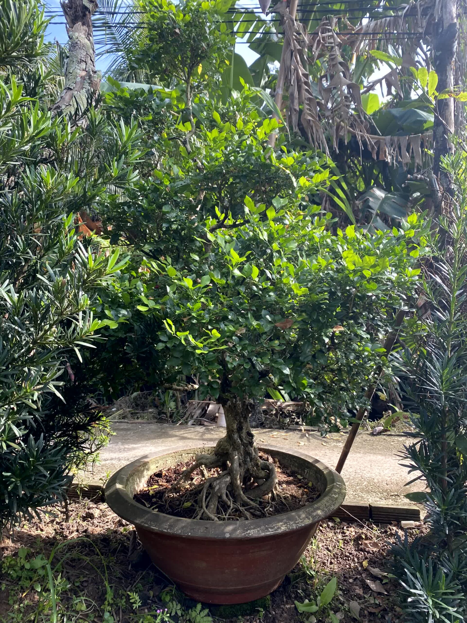 Cây nguyệt quế bonsai lá to, dáng đẹp, lâu năm