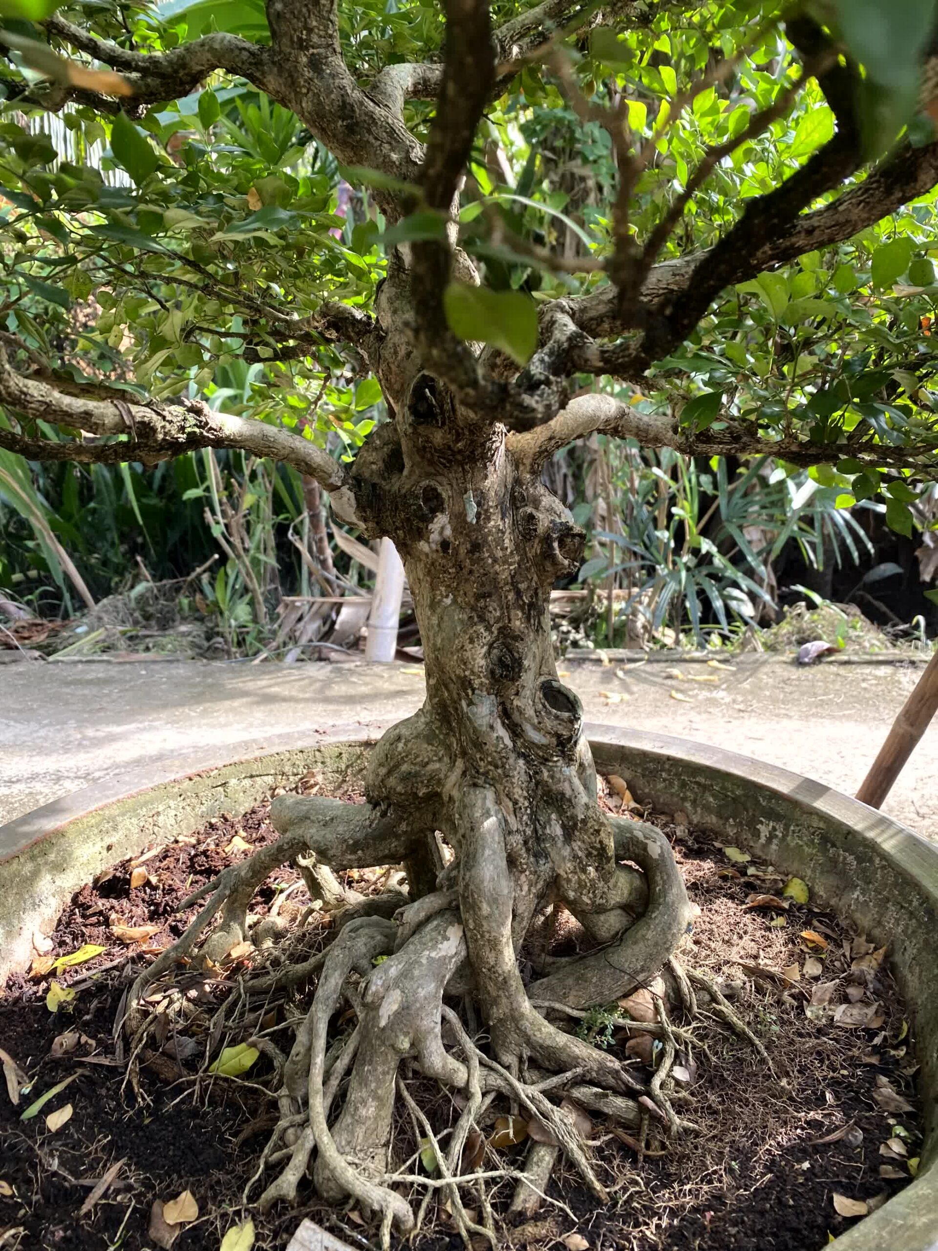 Cây nguyệt quế bonsai lá to, dáng đẹp, lâu năm