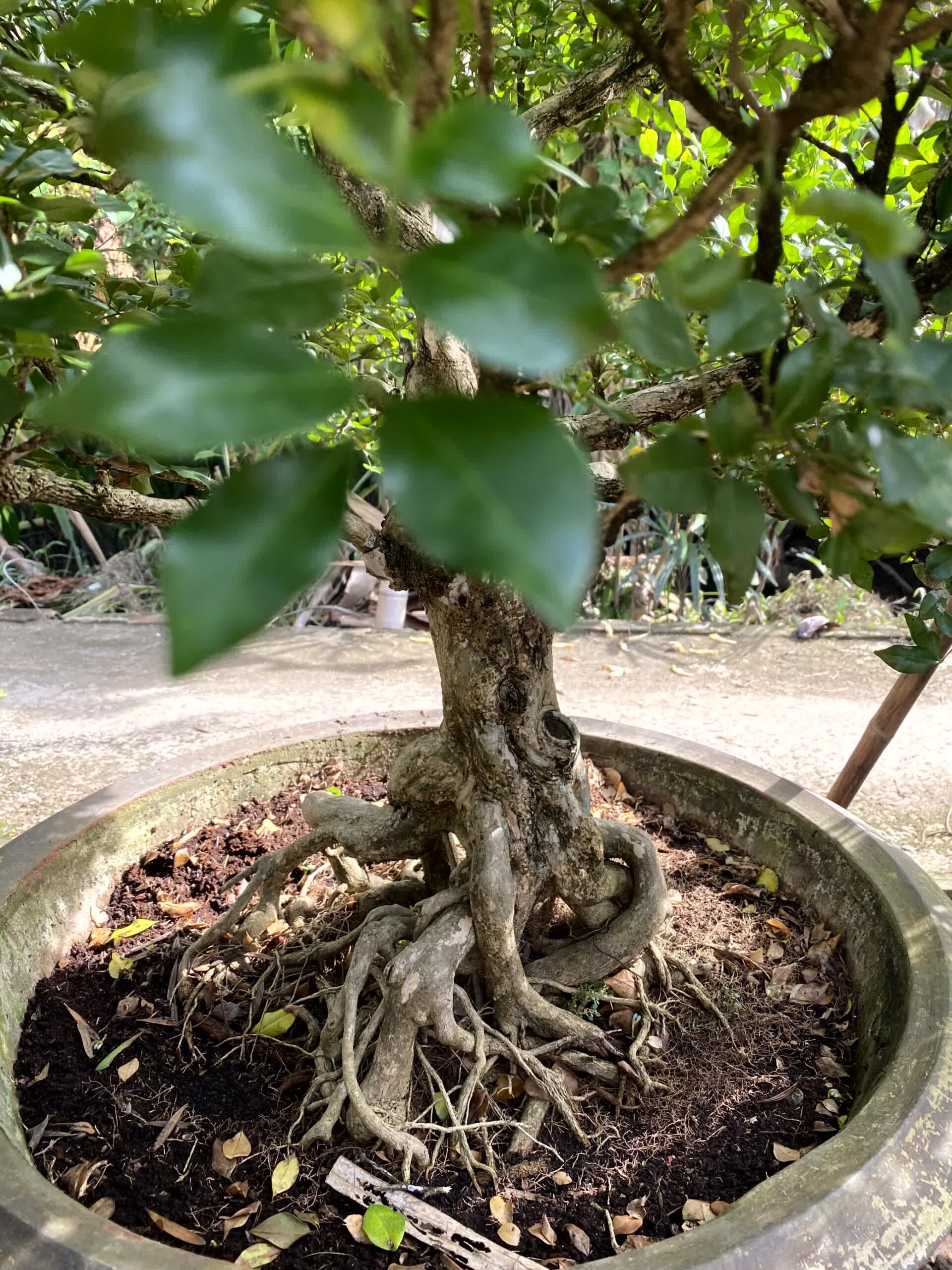 Cây nguyệt quế bonsai lá to, dáng đẹp, lâu năm