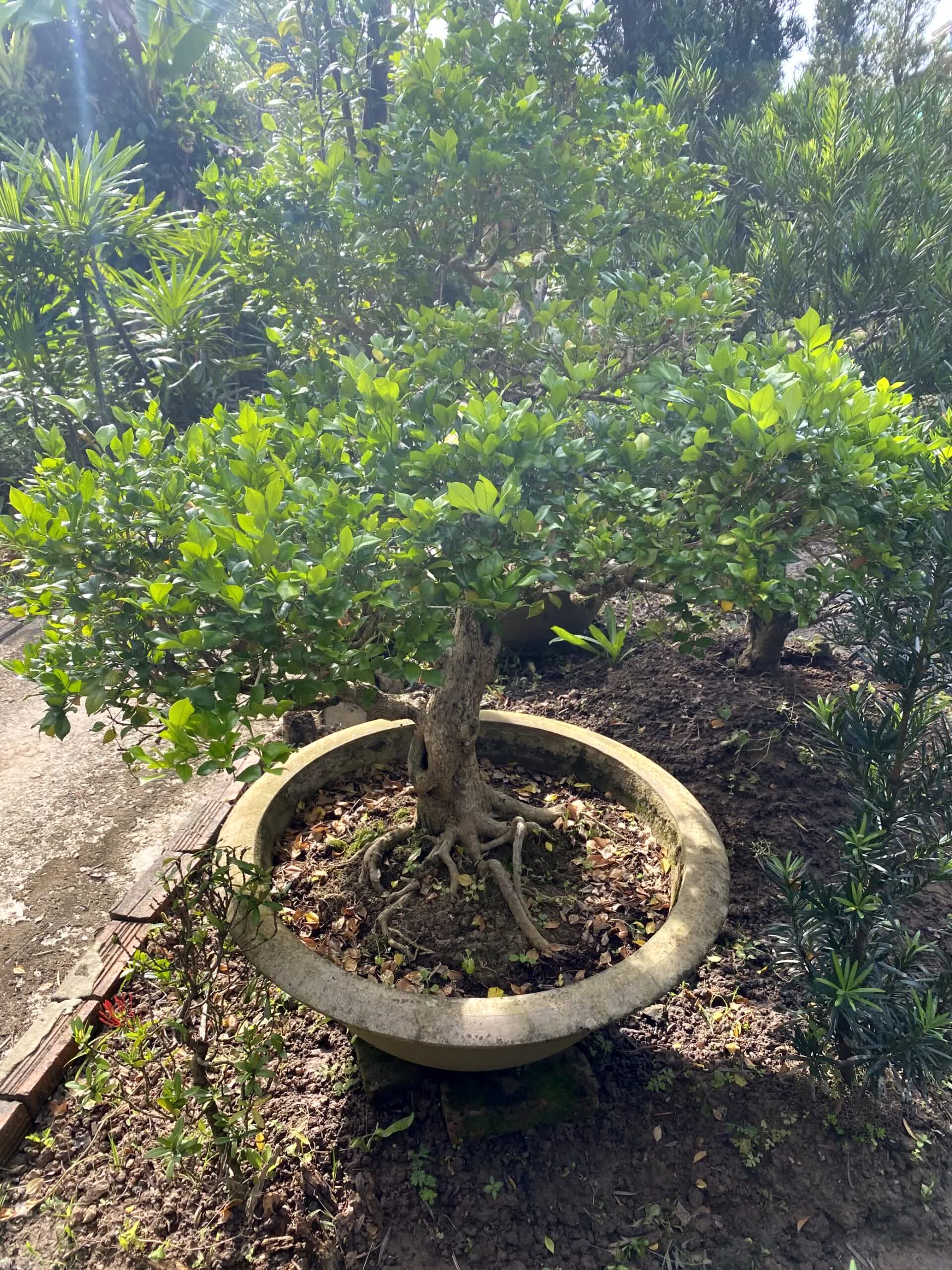 Cây nguyệt quế bonsai lá to, dáng đẹp, lâu năm