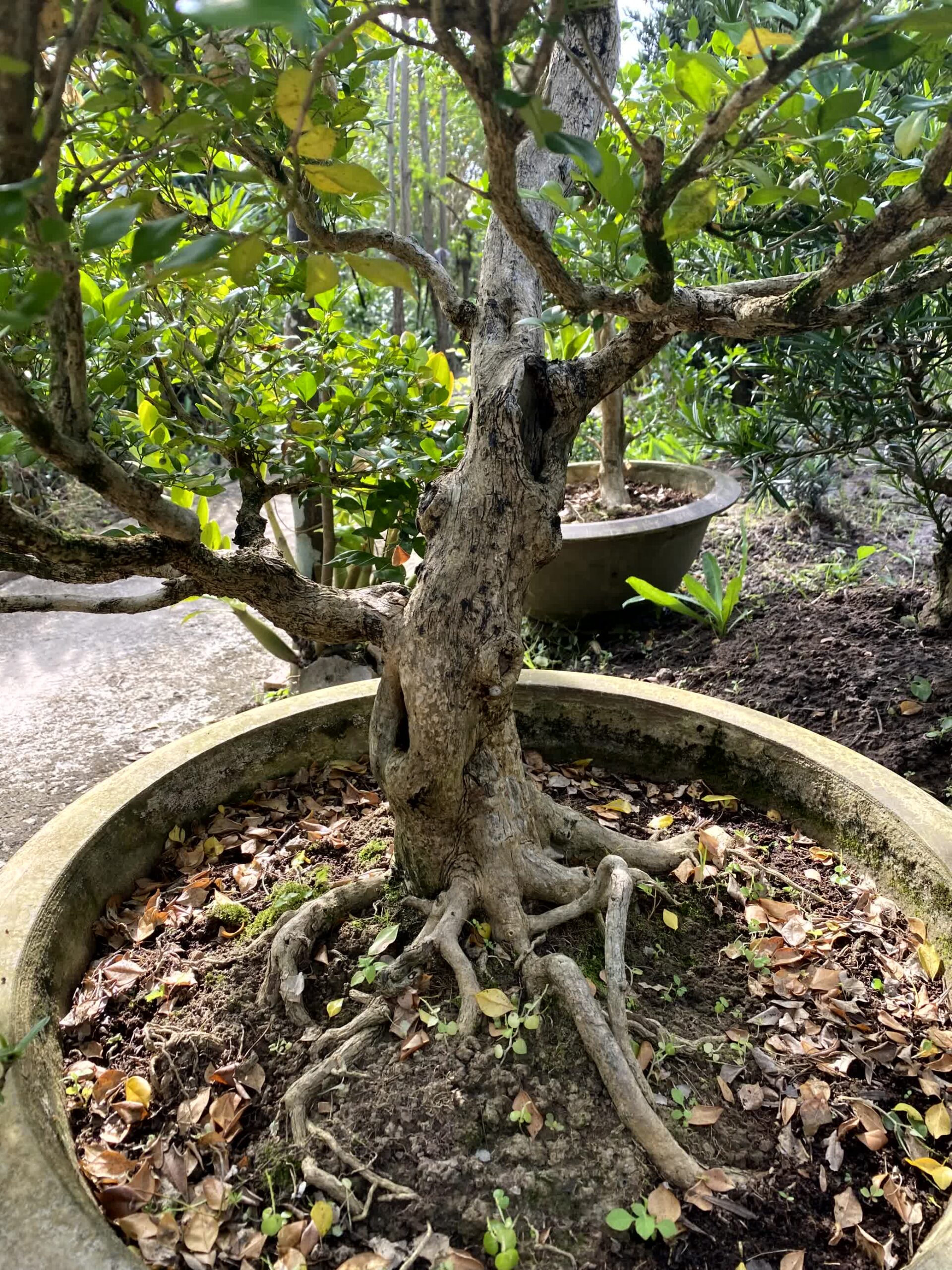 Cây nguyệt quế bonsai lá to, dáng đẹp, lâu năm