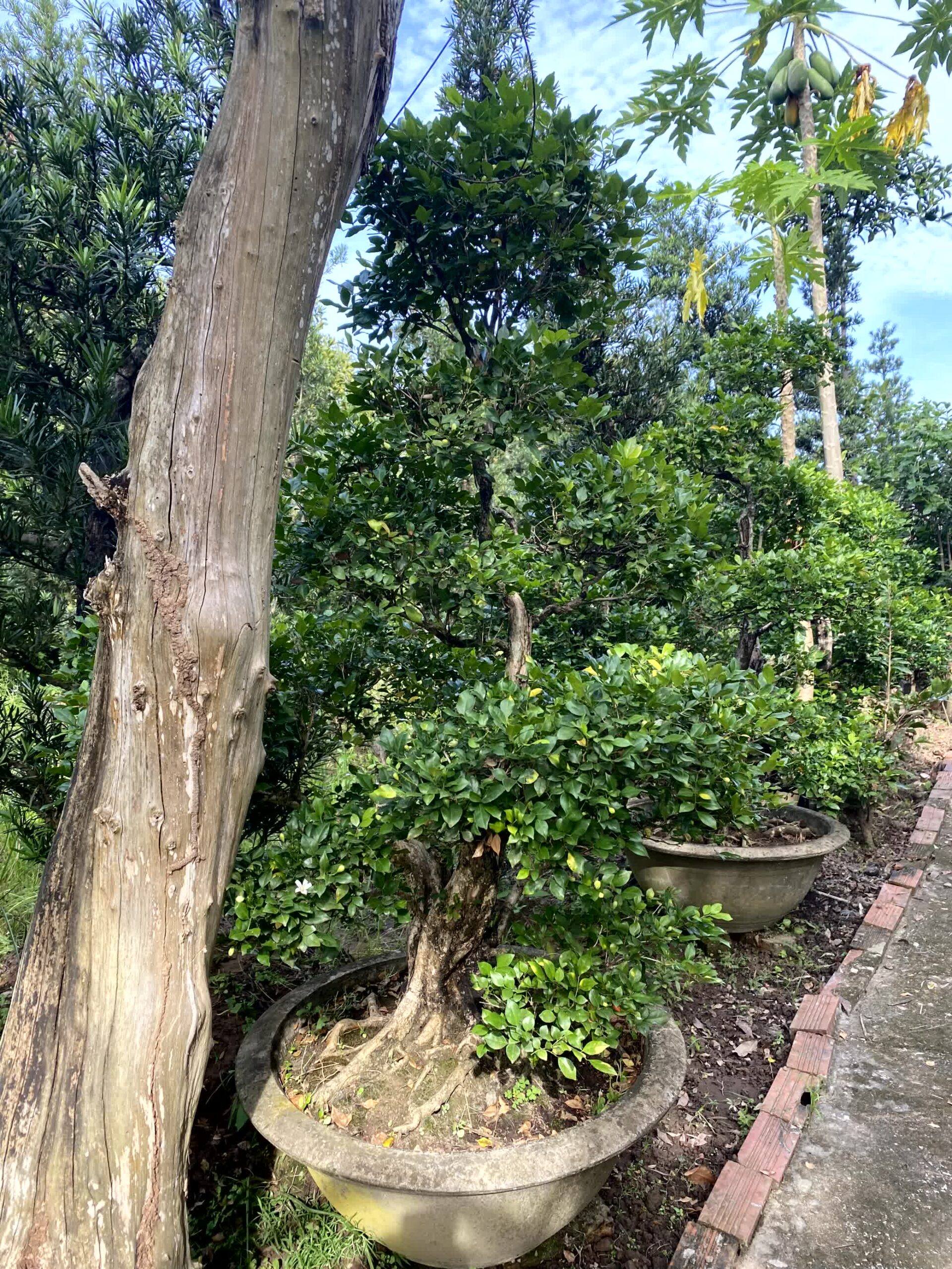Cây nguyệt quế bonsai lá to, dáng đẹp, lâu năm