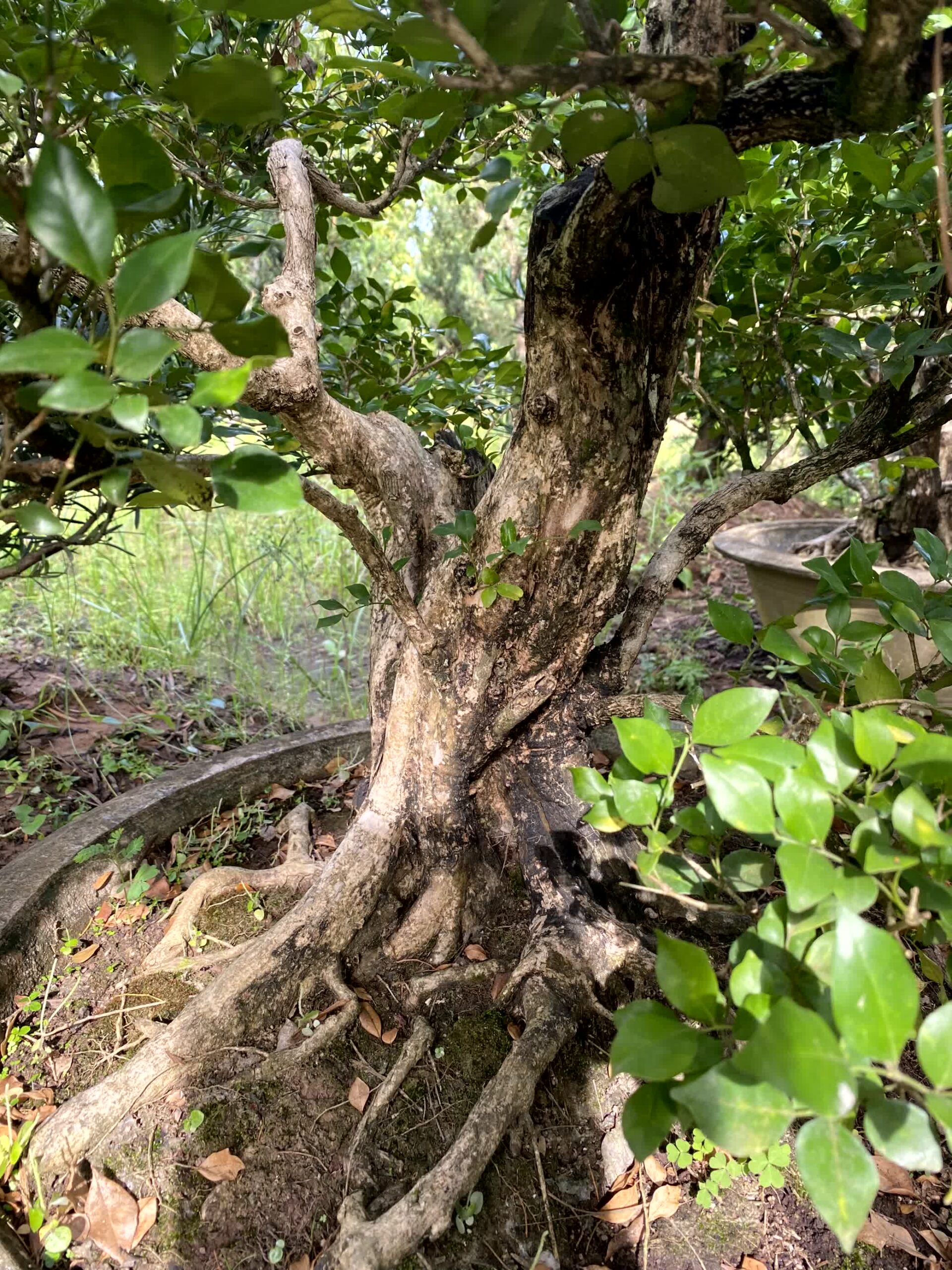 Cây nguyệt quế bonsai lá to, dáng đẹp, lâu năm