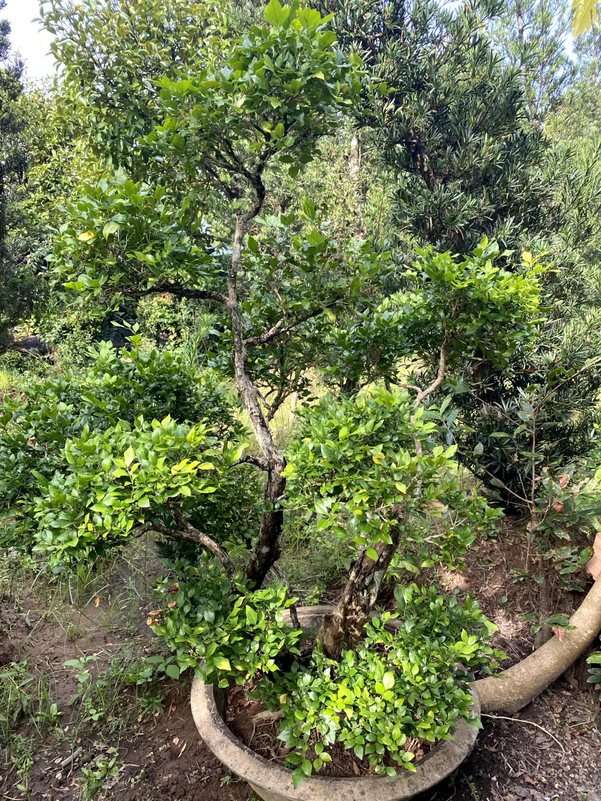 Cây nguyệt quế bonsai lá to, dáng đẹp, lâu năm