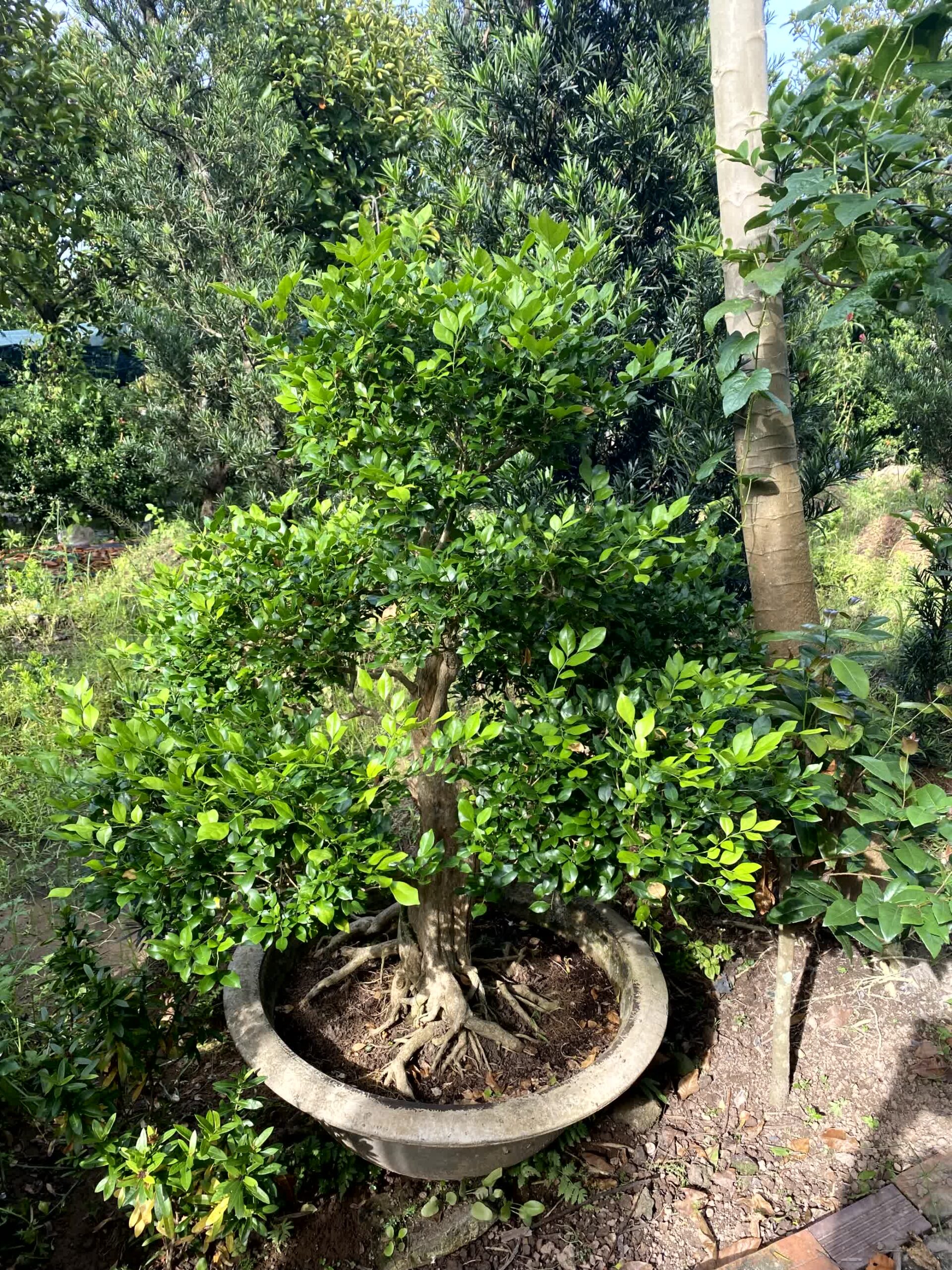 Cây nguyệt quế bonsai lá to, dáng đẹp, lâu năm