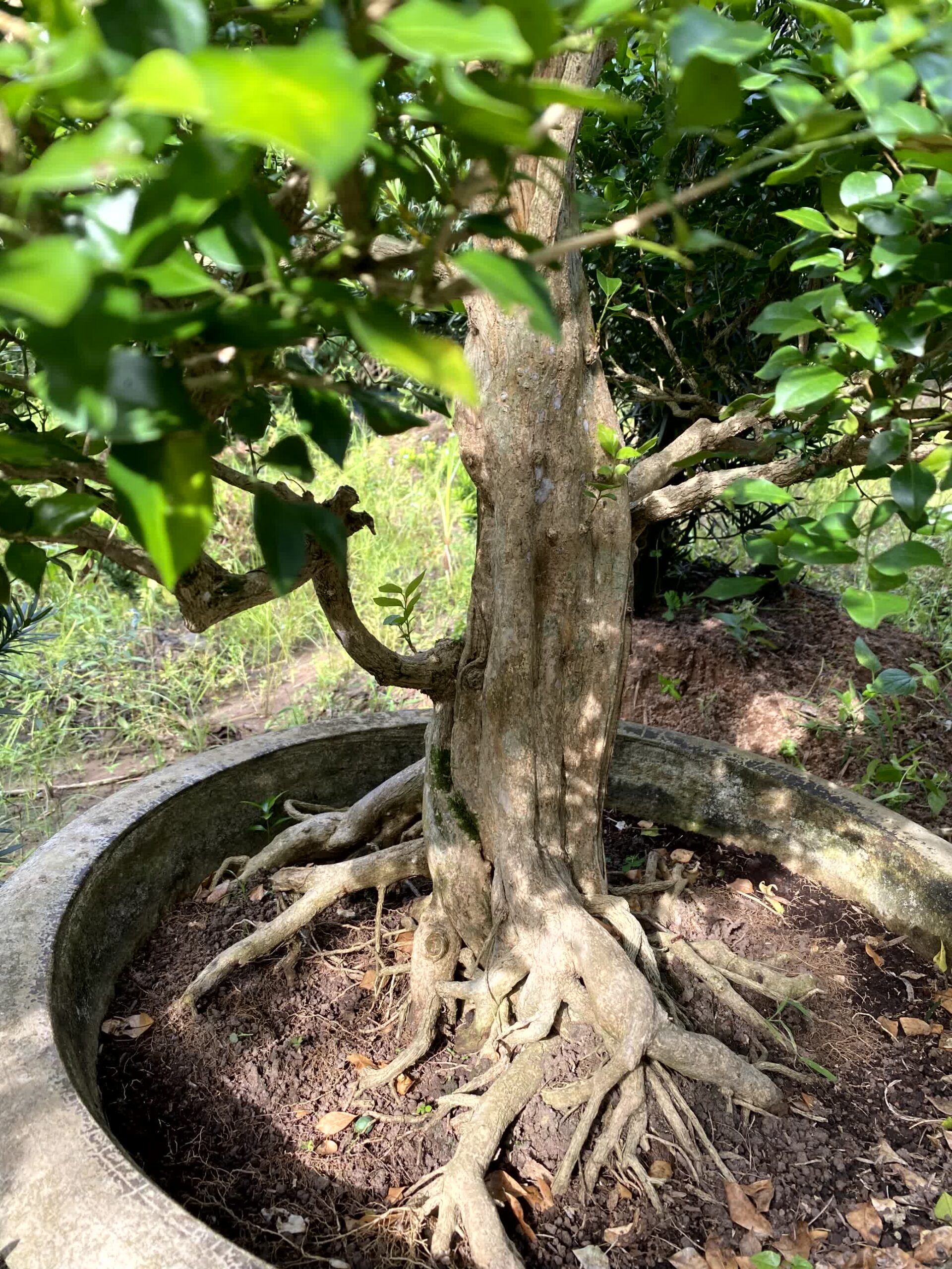 Cây nguyệt quế bonsai lá to, dáng đẹp, lâu năm