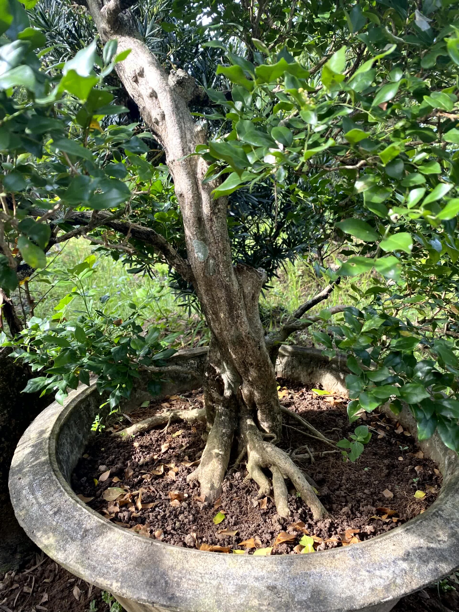 Cây nguyệt quế bonsai lá to, dáng đẹp, lâu năm