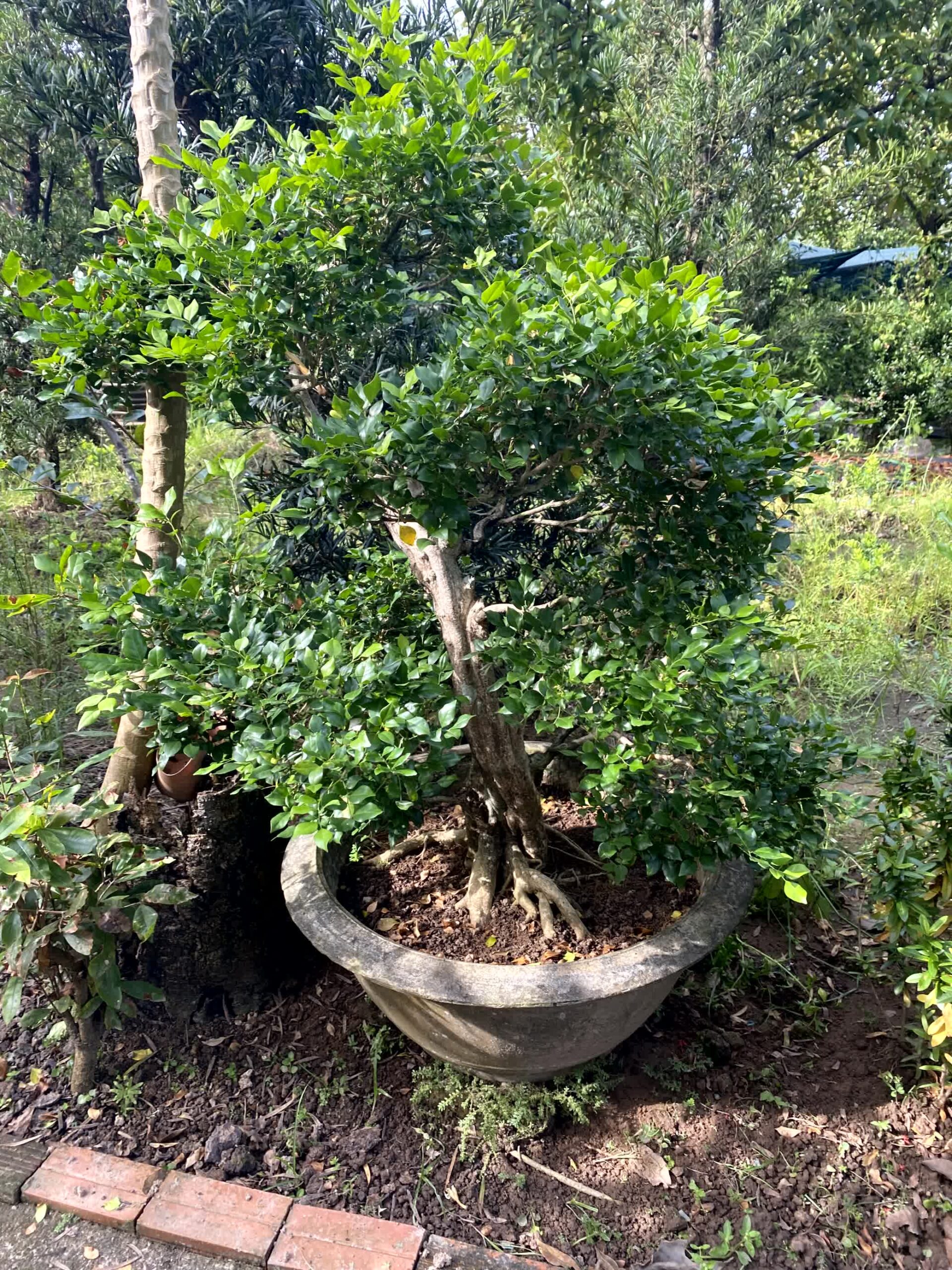Cây nguyệt quế bonsai lá to, dáng đẹp, lâu năm