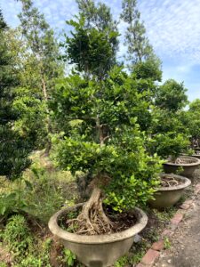 Hình ảnh cây cảnh thực tế tại Phương Nam Garden