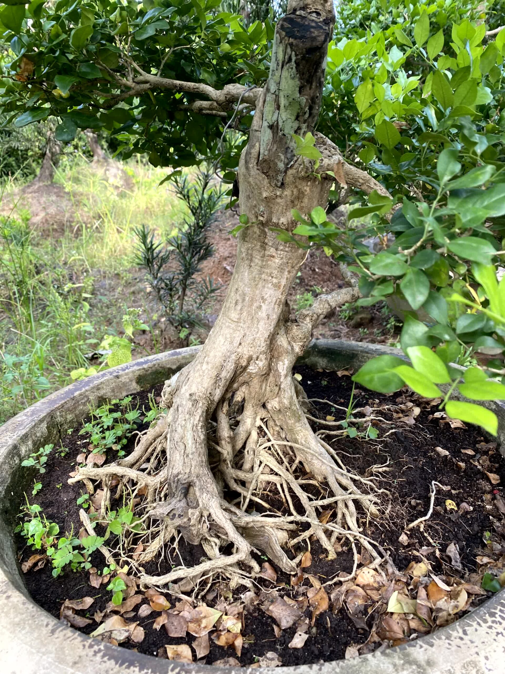 Cây nguyệt quế bonsai lá to, dáng đẹp, lâu năm