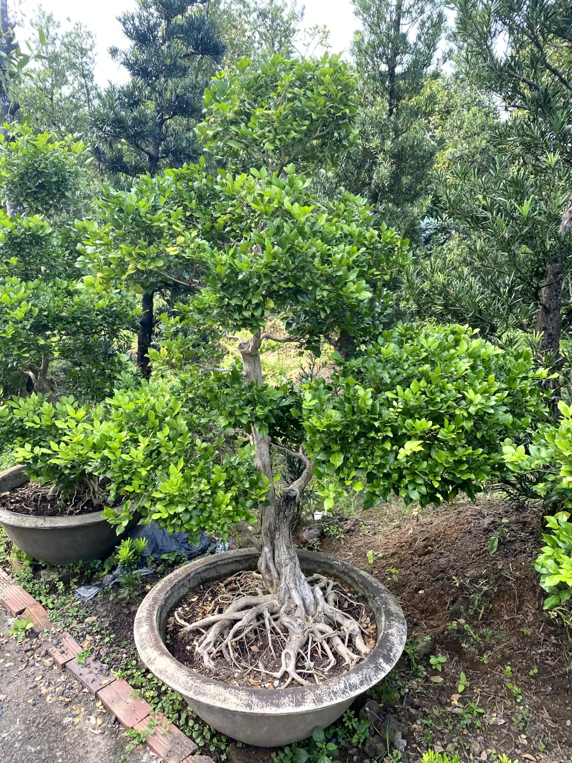 Cây nguyệt quế bonsai lá to, dáng đẹp, lâu năm