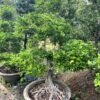 Cây Nguyệt Quế Bonsai – Nghệ Thuật Sang Trọng, Giá Trị Phong Thủy Cao