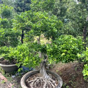 Cây Nguyệt Quế Bonsai – Nghệ Thuật Sang Trọng, Giá Trị Phong Thủy Cao