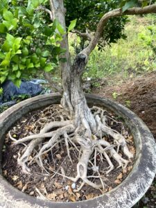 Phương Nam Garden: Chuyên cung cấp sỉ lẻ các loại cây cảnh để bàn, văn phòng