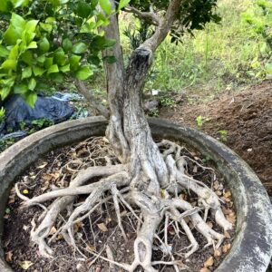 Cây Nguyệt Quế Bonsai – Nghệ Thuật Sang Trọng, Giá Trị Phong Thủy Cao