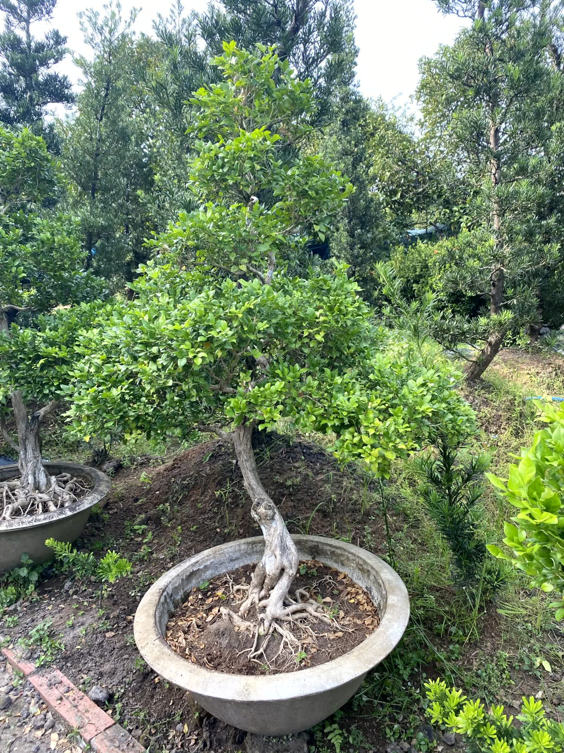 Cây nguyệt quế bonsai lá to, dáng đẹp, lâu năm