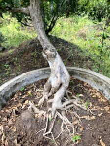 Hình ảnh cây cảnh thực tế tại Phương Nam Garden