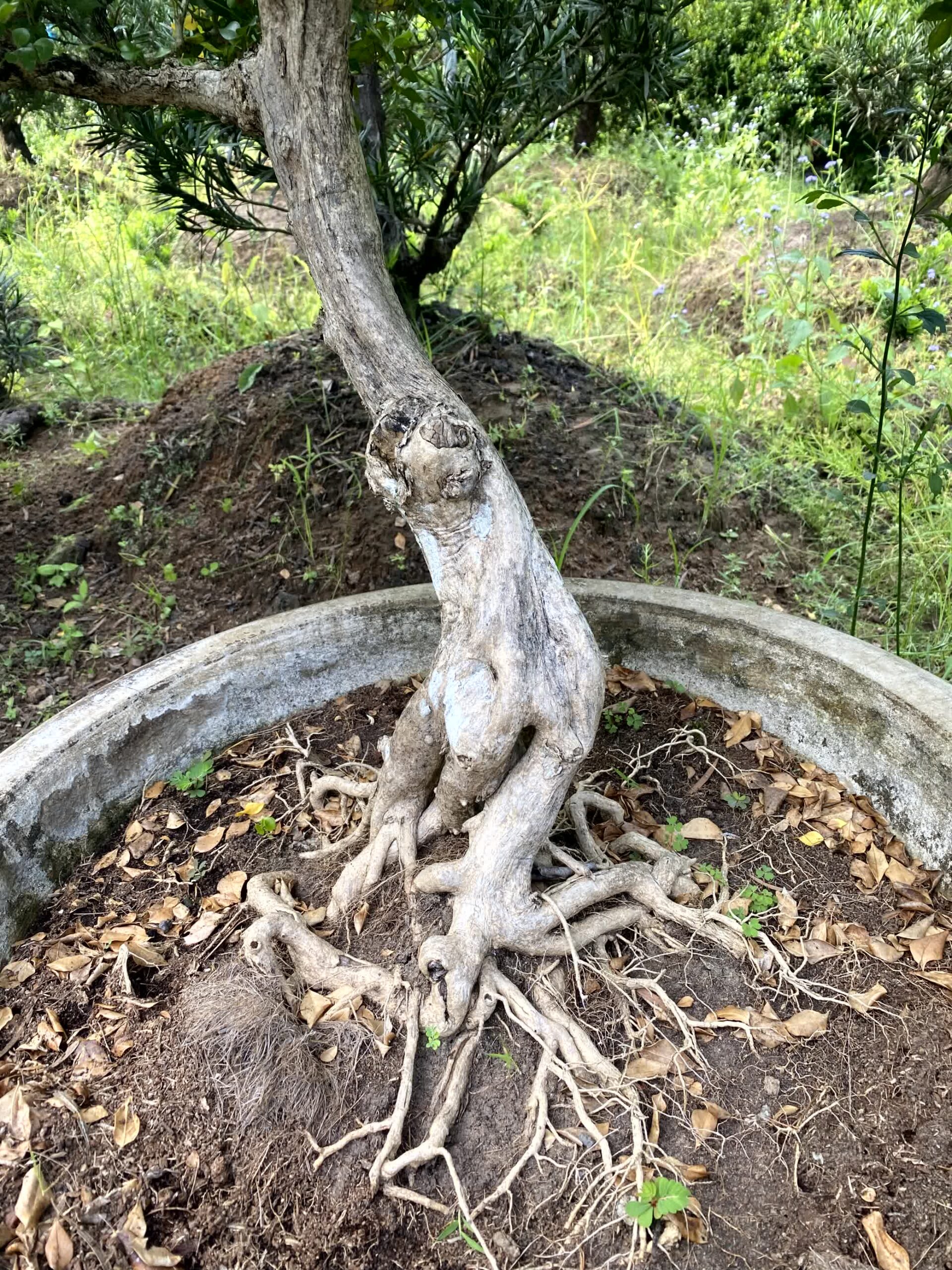 Cây nguyệt quế bonsai lá to, dáng đẹp, lâu năm