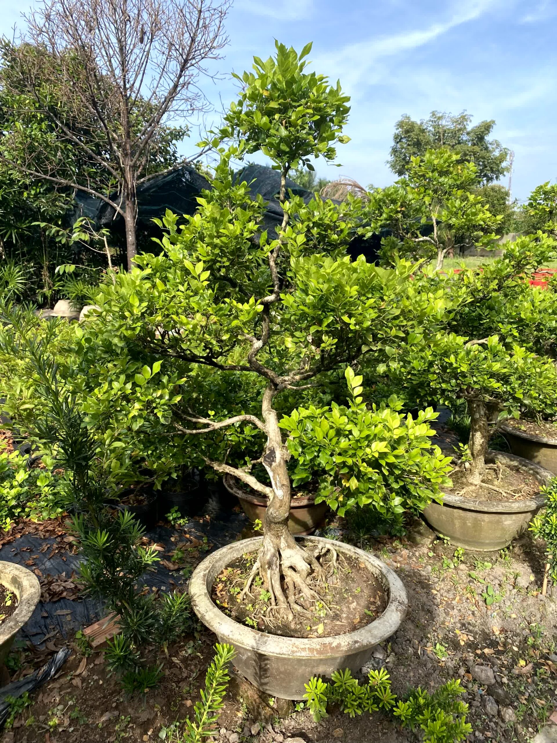 Cây nguyệt quế bonsai lá to, dáng đẹp, lâu năm