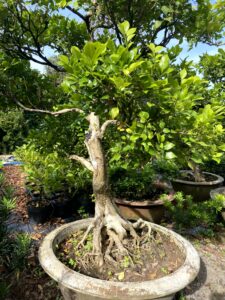 Phương Nam Garden: Chuyên cung cấp sỉ lẻ các loại cây cảnh để bàn, văn phòng