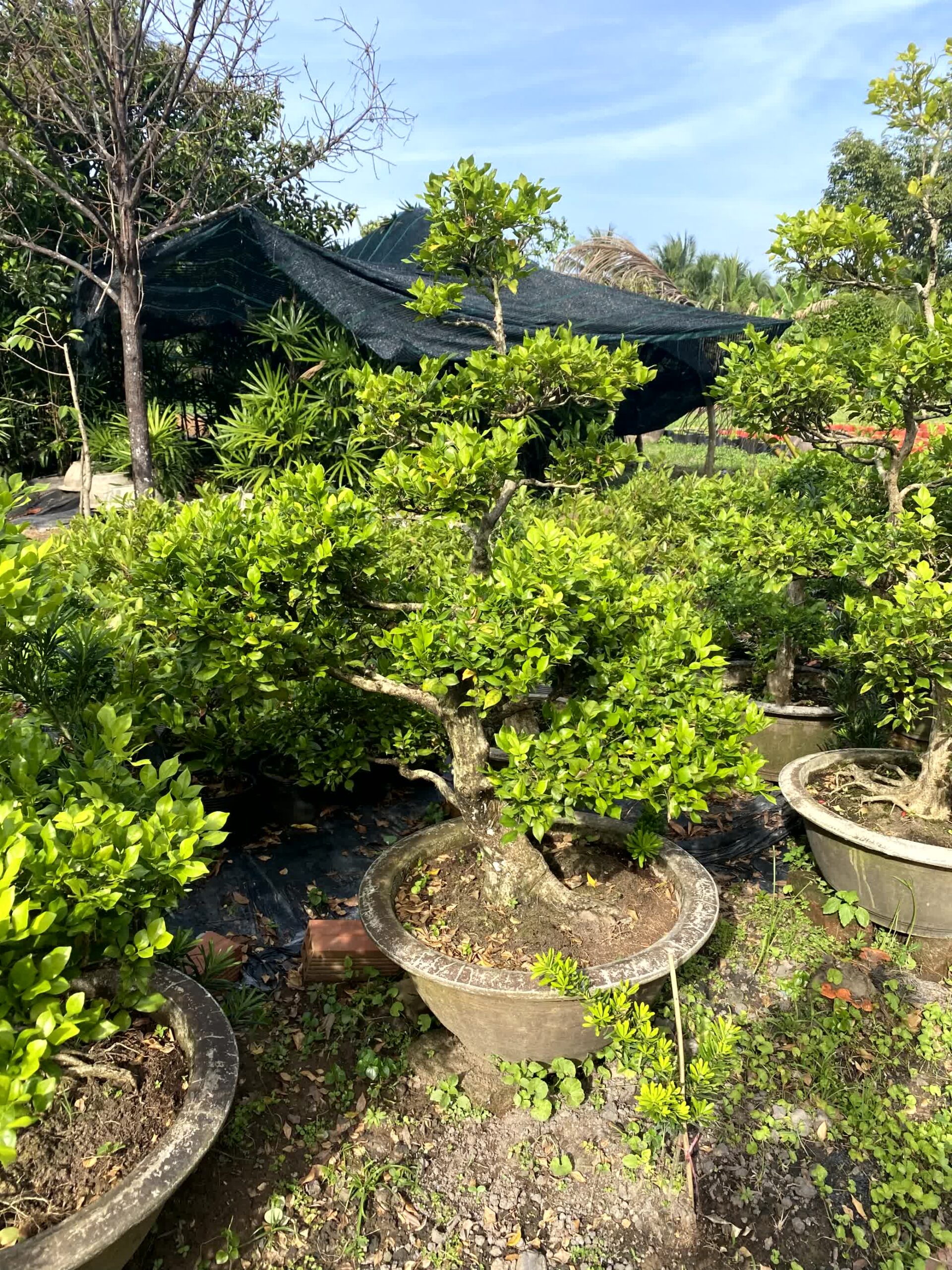Cây nguyệt quế bonsai lá to, dáng đẹp, lâu năm
