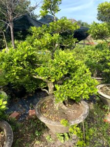 Phương Nam Garden: Chuyên cung cấp sỉ lẻ các loại cây cảnh để bàn, văn phòng