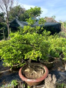 Phương Nam Garden: Chuyên cung cấp sỉ lẻ các loại cây cảnh để bàn, văn phòng