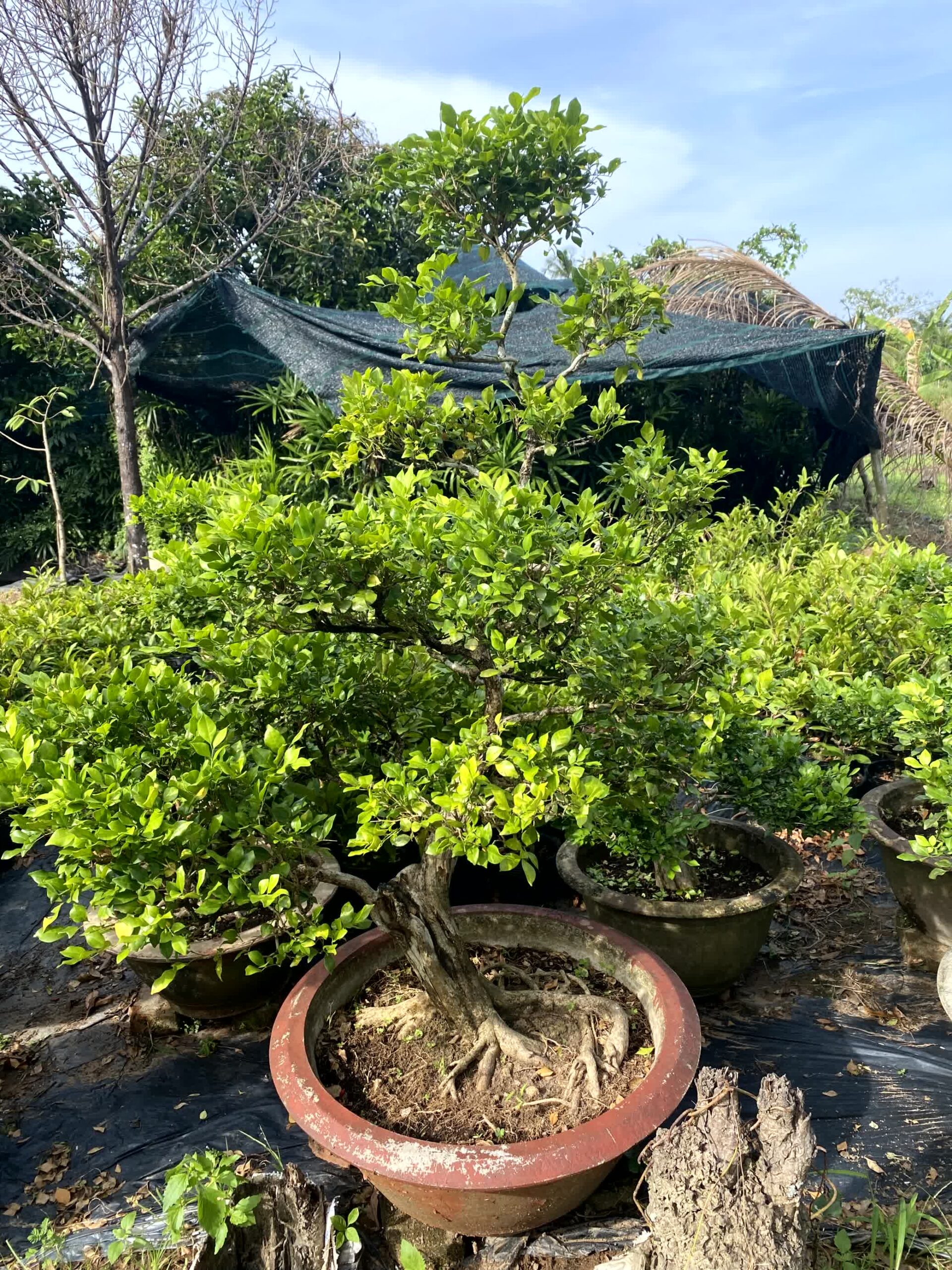 Cây nguyệt quế bonsai lá to, dáng đẹp, lâu năm