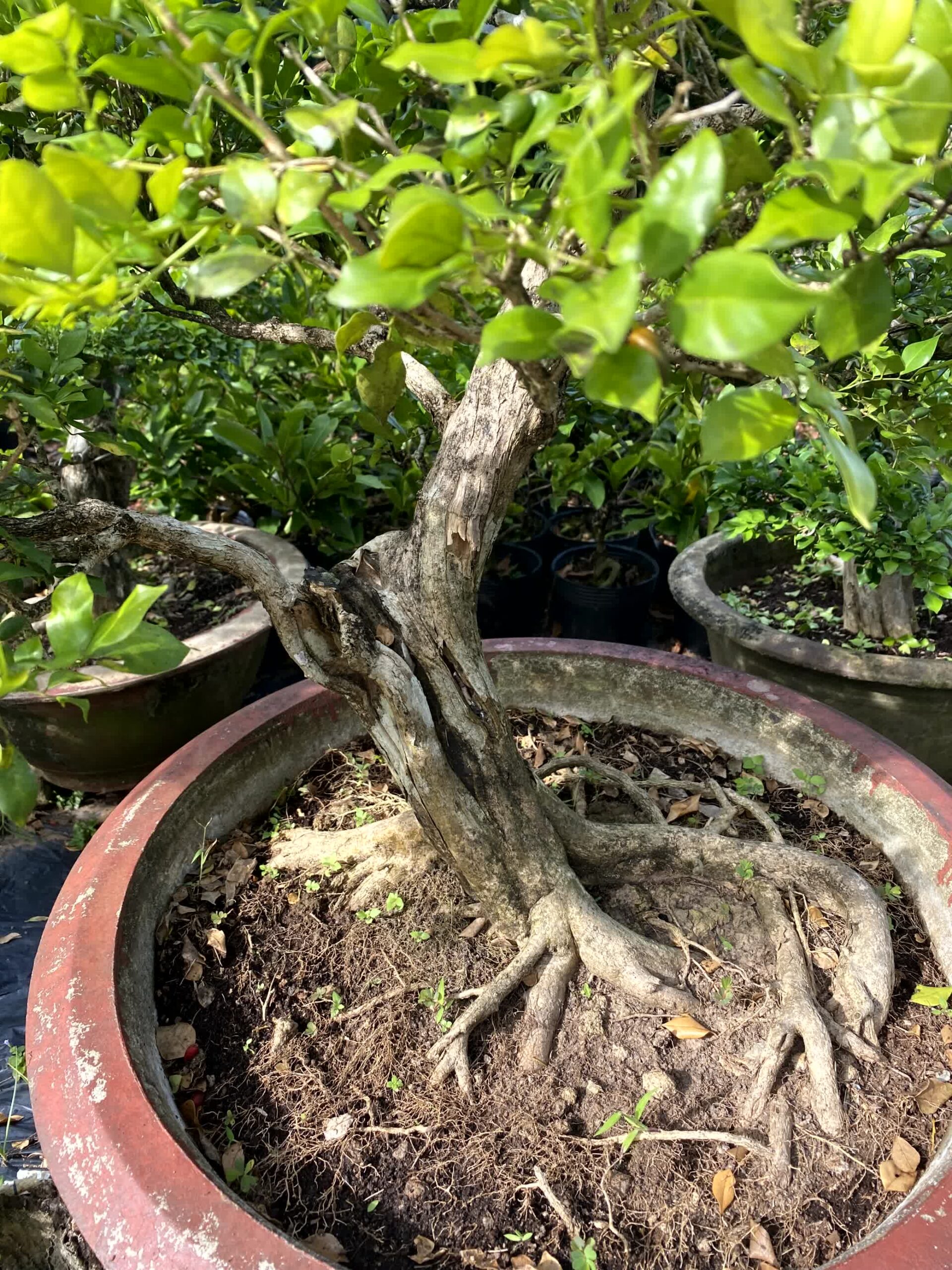 Cây nguyệt quế bonsai lá to, dáng đẹp, lâu năm