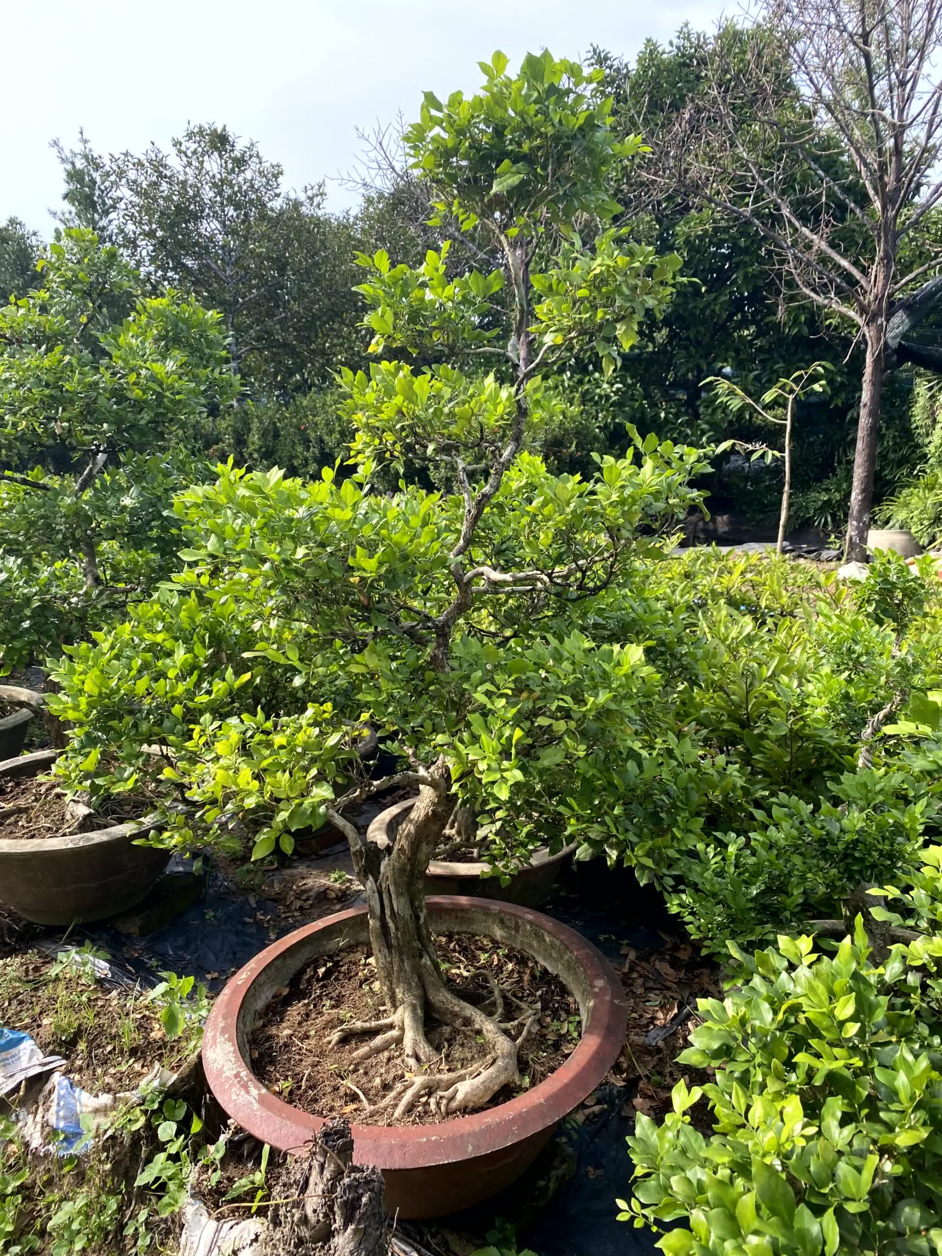 Cây nguyệt quế bonsai lá to, dáng đẹp, lâu năm