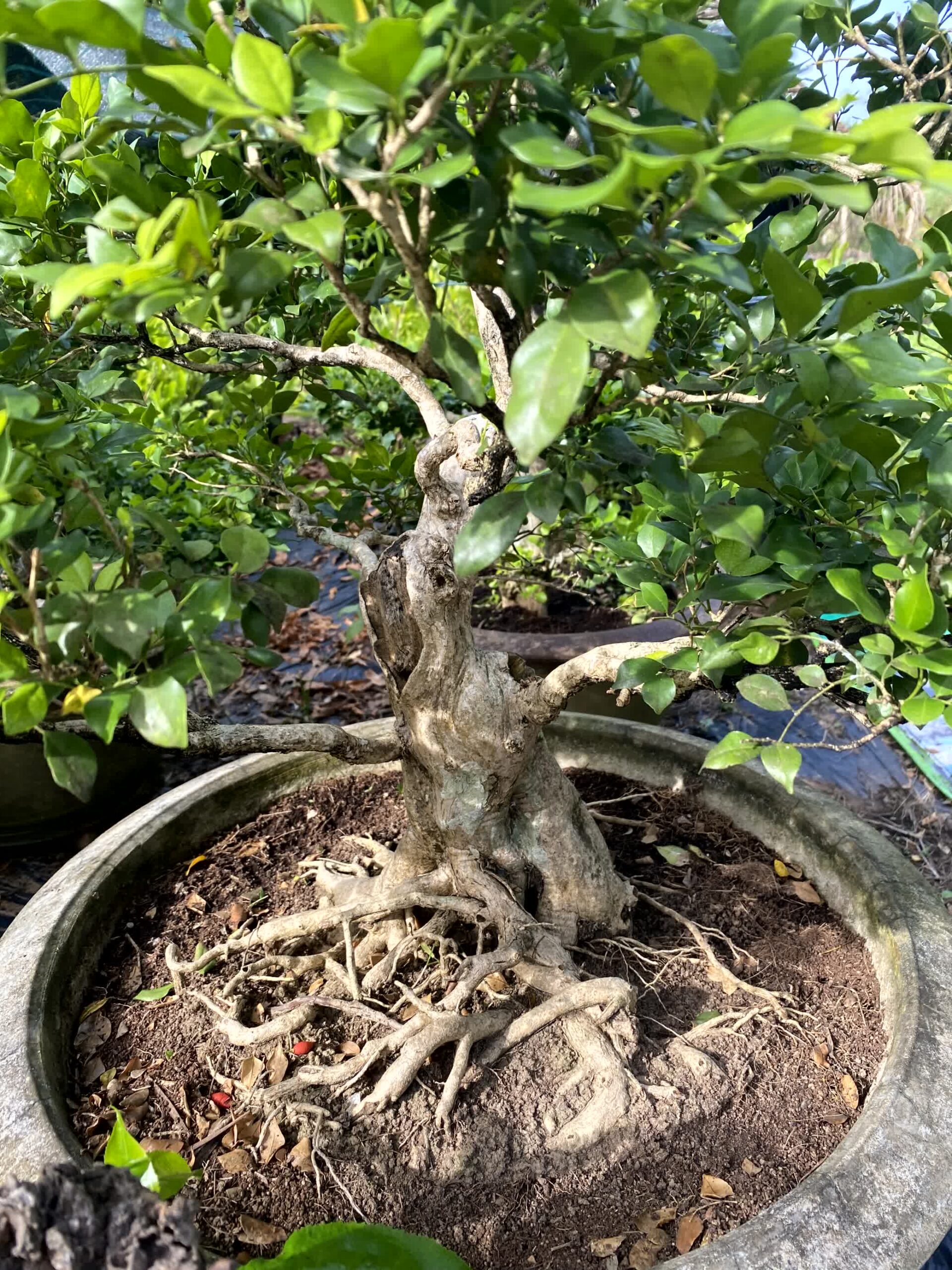 Cây nguyệt quế bonsai lá to, dáng đẹp, lâu năm